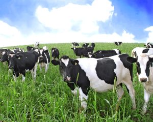 Propunerile PRO AGRO pentru iesirea din criza a producatorilor din sectorul laptelui