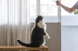 Dresajul pisicilor: Cum sa iti dresei pisica SIMPLU si RAPID