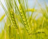 CE: Productia Romaniei de grau se va reduce in 2017. Fermierii anunta posibilitatea unei