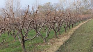Stropirea pomilor fructiferi iarna – 3 reguli de urmat pentru o livada sanatoasa si recolte bogate