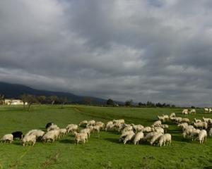 Producatorii agricoli: Tinerii fermieri au nevoie de scutiri de taxe si impozite