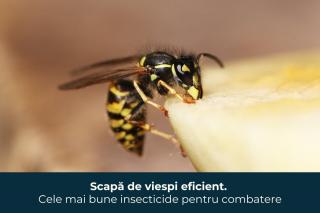 Scapa de viespi eficient: Cele mai bune insecticide pentru combatere