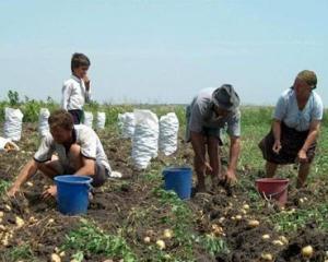 Taranul roman, cel mai lovit de criza agriculturii din UE