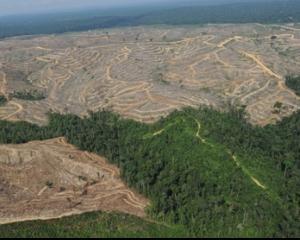 In fiecare minut, Terra pierde 10 hectare de padure!