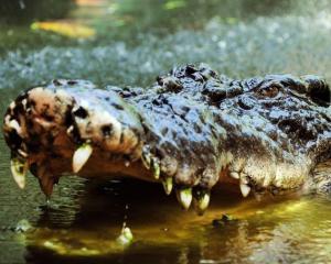 Cand Crocodilul primeste un rever peste fata