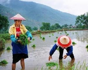 Greenpeace: Productia de ingrasaminte fosfatice din China cauzeaza poluari grave