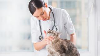 Tendintele industriei veterinare in 2024