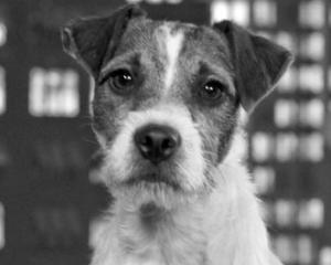 Uggie, catelul din filmul