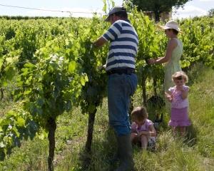 UE va produce in 2012 primele vinuri bio