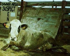 Boala vacii nebune revine. Un nou caz a fost descoperit in California