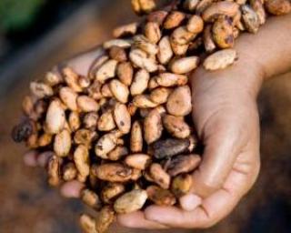 Nestle somat sa nu mai importe cacao din Coasta de Fildes