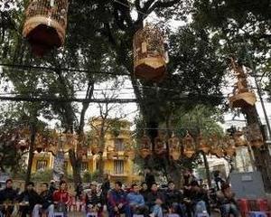 Concert de pasari in Hanoi, Vietnam