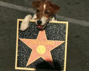 Uggie si amprentele in cimentul de la Hollywood