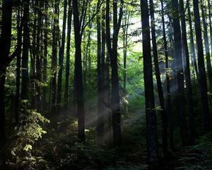 Interviu cu mine insami: Wild Carpathia sau filmul despre Romania, 