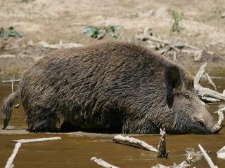 Macelul mistretilor de la Balc a luat sfarsit. Bogatasii Europei au impuscat peste 100 de animale