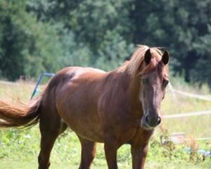 Rusia, gata sa stopeze importurile de carne din Spania si Olanda