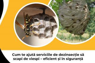 Cum te ajuta serviciile de dezinsectie sa scapi de viespi  - eficient si in siguranta