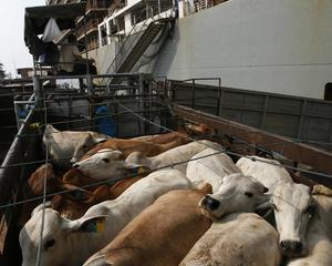  Australia a interzis exporturile de vite in Indonezia