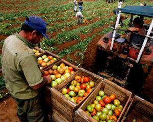 Bulgaria si Romania vor egalizarea suvbentiilor pentru agricultura cu doi ani mai devreme