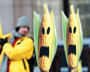 Organismele modificate genetic ar putea fi interzise