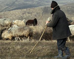 Cum combate statul evaziunea pe piata muncii: amendeaza ciobanii