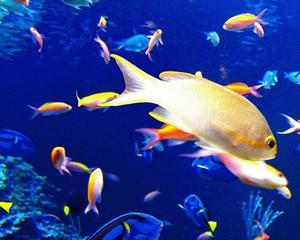Marea Bucur(esti) va gazdui peste 300 de specii de pesti