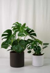 Monstera Deliciosa: Un colt de Paradis in casa ta