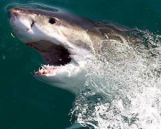 Atentie unde va duceti in concediu: A crescut numarul de atacuri ale rechinilor