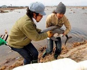 Un pui de delfin a fost salvat dupa ce a fost aruncat de tsunami pe o plantatie de orez