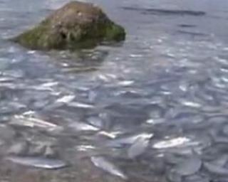 Mii de pesti morti pe malul unui lac din Florida VIDEO