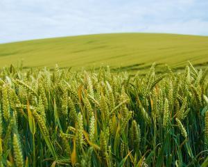 Preturile cerealelor au crescut cu peste 110% in UE intr-un singur an