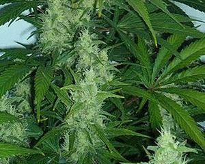 Cehii vor putea cumpara marijuana medicinala