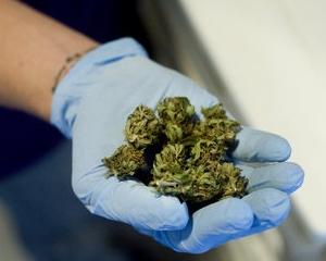 TABU: Unii investesc in cannabis. LEGAL