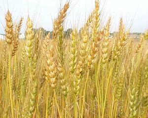 Cand industria se balbaie, de ce nu ar vorbi agricultura?