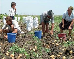 A inceput campania la schemele de sprijin pe suprafata agricola