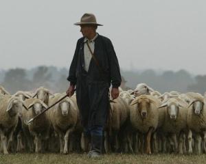 De pe la greci: Un cioban datoreaza statului 10,8 milioane euro