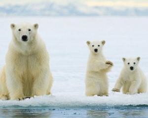 Cercetatorii au gasit specii neobisnuite in Arctica