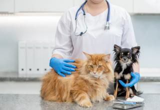 5 tipuri de servicii medicale oferite de o clinica veterinara