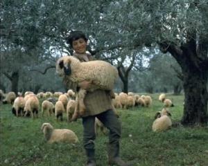 Tinerii italieni se inghesuie sa devina ciobani