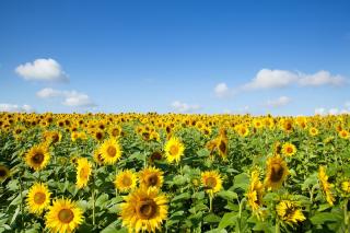 5 aspecte-cheie ale unei abordari moderne de protectie a culturii de floarea-soarelui, in sezonul viitor