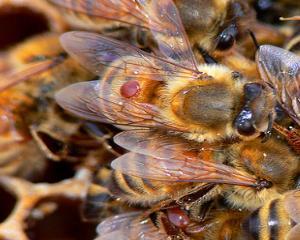 Super-albinele ne pot scapa de o criza alimentara globala