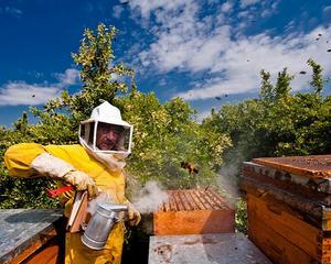 Romania, pe locul patru in UE la productia de miere