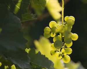 Vinul sec de Recas a castigat Marele premiu la Paris