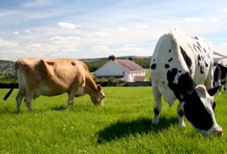 Coada la subventii agricole