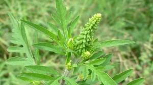 Statul ia masuri privind combaterea uneia dintre cele mai nocive buruieni: Ambrosia artemisiifolia