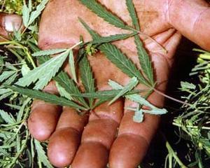 Autoritatile americane i-au luat copiii unei femei pentru ca fuma marijuana cu reteta de la medic