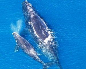 Premierul Japoniei: Voi face tot posibilul pentru a relansa vanatoarea de balene