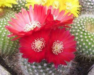 Cactusii, plantele exotice preferate de romani