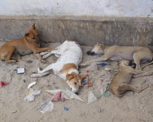 Adapostul de animale Mihailesti: Sterilizarea animalelor, de patru ori