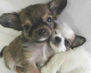 Adopta un catel la